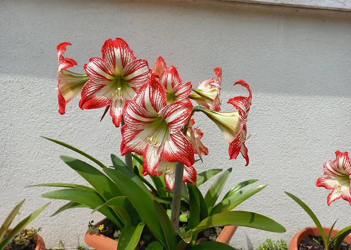 Appartamento Le Magnolie